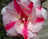 (image for) Adenium Seeds 'Double Pitunia' (5 Seeds)