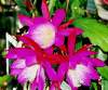 Epiphyllum [Orchid Cactus] 'Punch Bowl' 5 Seeds