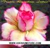 Adenium Obesum 'Triple Rainbow Lotus' 5 Seeds