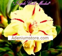 Adenium Obesum 'Triple Gold Medal' 5 Seeds