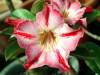 (image for) Adenium Obesum 'Glory Medal' x 5 Seeds