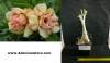 Rare Adenium Obesum 'Double Thong Siam' 5 Seeds