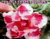 (image for) Adenium Obesum 'Triple Sweet Thought' 5 Seeds