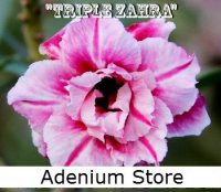 (image for) New Rare Adenium 'Triple Zahra' 5 Seeds