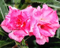 Adenium Obesum Seeds 'Triple Rose Femme' (5 Seeds)