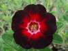 Adenium Obesum 'Star of Black Night' x 5 Seeds