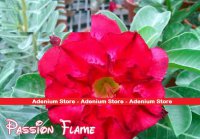 New Adenium 'Passion Flame' 5 Seeds