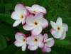 Plumeria Seeds 'Pink Pansy' (6 Seeds)