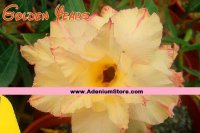 (image for) New Adenium 'Golden Years' 5 Seeds