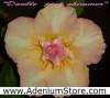 (image for) New Rare Adenium 'Double Pink Shimmer' 5 Seeds