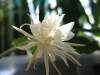 (image for) Epiphyllum Crenatum Orchid Cactus 'Pumilum' 5 Seeds
