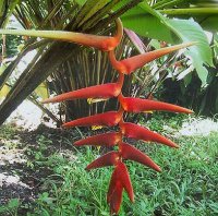 (image for) Heliconia Seeds 'Sclerotricha' (5 Seeds)