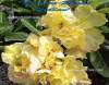 Adenium Obesum 'Quattro Royal Yellow' 5 Seeds