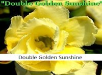 Rare Adenium 'Double Golden Sunshine' 5 Seeds