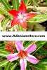 (image for) Adenium Somalense 'Mixed' x 6 Seeds