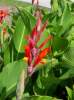 Canna Lily Seed Germination & Growing Guide