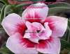 (image for) Adenium Obesum 'Double Angels Cloud' Seeds