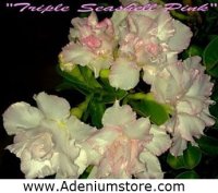 Adenium Obesum Triple Seashell Pink 5 Seeds