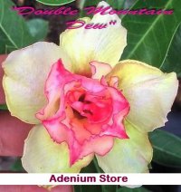 Adenium Obesum 'Double Mountain Dew' 5 Seeds