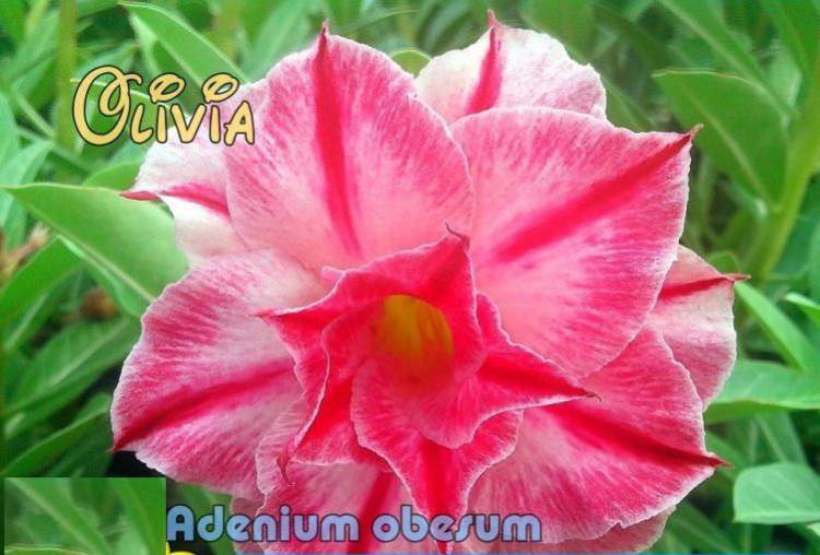 New Adenium Obesum \'Olivia\' 5 Seeds