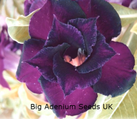 Big Pack Adenium Obesum Double Purple Heart x 50 Seeds