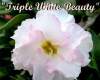 Adenium Obesum 'Triple White Beauty' 5 Seeds