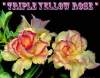 Adenium Obesum 'Triple Yellow Rose' x 5 Seeds
