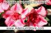 New Rare Adenium 'Double Touch Spring' 5 Seeds