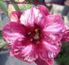 (image for) New Adenium 'Double Universe' 5 Seeds