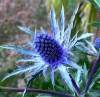 Eryngium Electic Sea Holly Seed Germination & Growing Guide