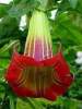 (image for) Angels Trumpet 'Red Sanguinea' (5 Seeds)