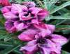 Adenium Obesum 'Triple Purple Spring' 5 Seeds