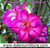 (image for) New Rare Adenium 'Double Amethyst' 5 Seeds