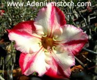 (image for) Adenium Seeds 'Robinyo' (5 Seeds)