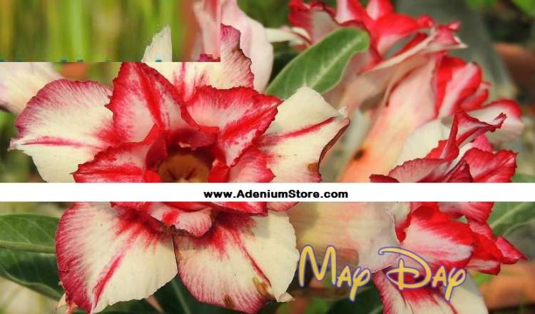 (image for) New Adenium \'May Day\' 5 Seeds