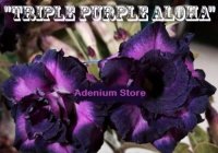 Adenium Obesum 'Triple Purple Aloha x 5 Seeds
