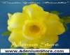 Adenium Obesum 'Double Yellow Aromatic' 5 Seeds