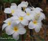 (image for) Plumeria Rubra Hausten White x 6 Seeds