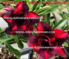 (image for) Adenium Obesum Double Red Scotch 5 Seeds