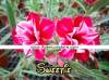 (image for) New Adenium 'Sweetie' 5 Seeds