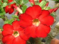 (image for) Adenium Obesum 'Star of Heaven' x 5 Seeds