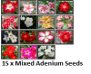 Adenium Obesum 'Mixed' 15 Seeds