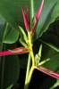 (image for) Heliconia Seeds 'Purple Peru' (5 Seeds)
