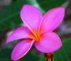 (image for) Plumeria Rubra 'Hawaiian Special' x 6 Seeds