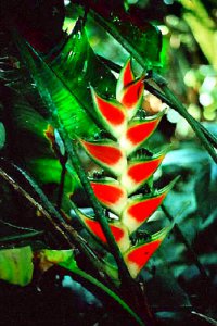(image for) Heliconia Seeds 'Red Wagneriana' (5 Seeds)