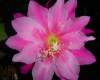 Epiphyllum 'Easy To Love' 5 Seeds