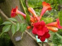 Campsis Radicans Seed Germination & Growing Guide
