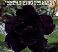 Adenium Obesum Triple King Stealth 5 Seeds