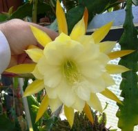 (image for) Epiphyllum [Orchid Cactus] 'George French' 5 Seeds