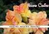 (image for) New Adenium 'Yellow Chaise' 5 Seeds